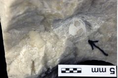 Foto (Detailansicht) von Distefania sp. (NHMW-GEO-1990-0041-0258)